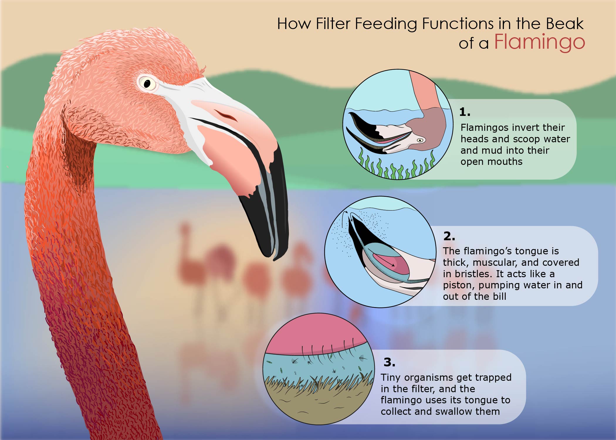 Filter Feeding
